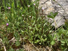 Epilobium lactiflorum