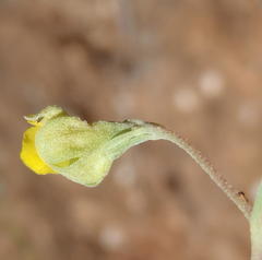 Hermannia lavandulifolia