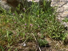 Epilobium lactiflorum