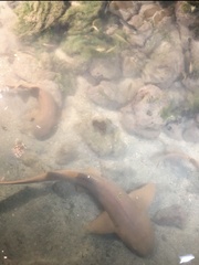 Ginglymostoma