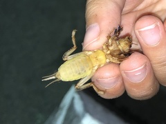 Neoscapteriscus vicinus