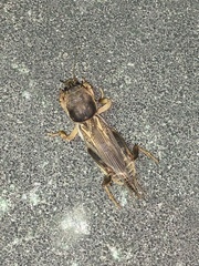 Neoscapteriscus vicinus