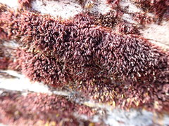Andreaea nivalis