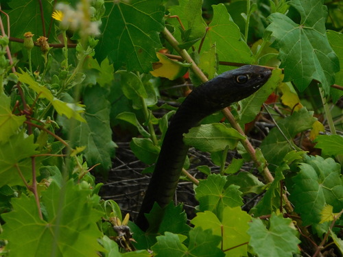 Common Coachwhip (Masticophis flagellum), a species recorded in Utah