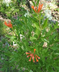 Bouvardia ternifolia