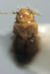 Ptinella bitumida