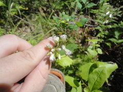 Parasenecio praetermissus