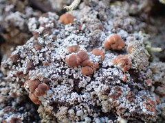 Trapeliopsis granulosa