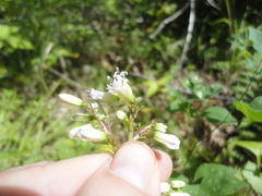 Parasenecio praetermissus