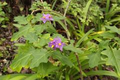 Solanum humile
