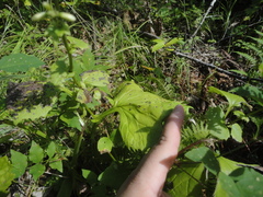 Parasenecio praetermissus