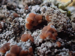 Trapeliopsis granulosa