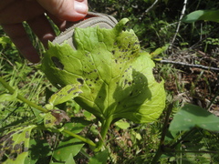 Parasenecio praetermissus