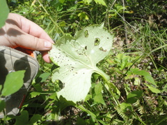 Parasenecio praetermissus