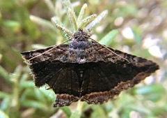 Zaleops umbrina
