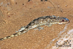 Homopholis walbergii