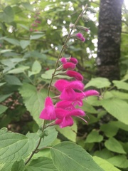 Salvia curviflora