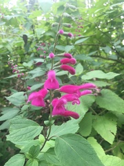 Salvia curviflora