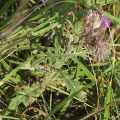 Cirsium vulgare