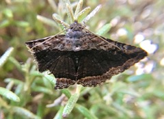 Zaleops umbrina