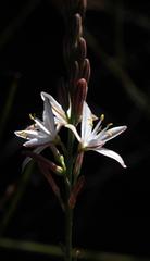 Chlorophytum graminifolium