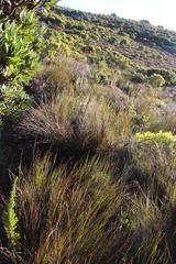 Chlorophytum graminifolium