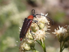 Cyphonotida rostrata