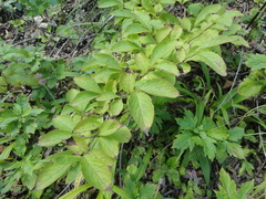 Weigela praecox