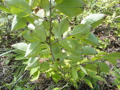 Weigela praecox