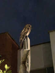 Nyctibius griseus