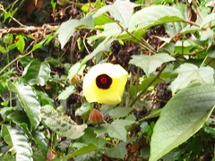 Azanza lampas