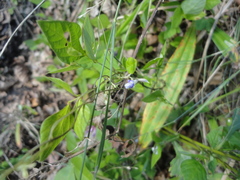 Amphicarpaea edgeworthii