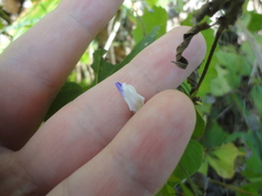 Amphicarpaea edgeworthii