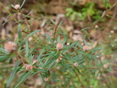 Pultenaea rosmarinifolia