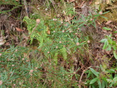 Pultenaea rosmarinifolia