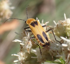 Chauliognathus omissus