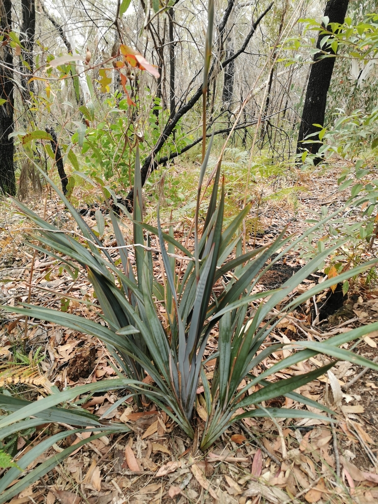 Dianella prunina from 澳大利亚新南威尔士州沃龙加邮政编码: 2076 on August 29, 2021 at 12: ...