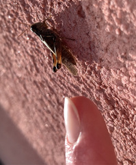 Melanoplus fasciatus