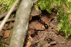 Camponotus kiusiuensis