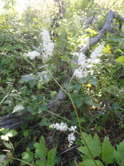 Actaea dahurica