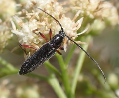 Stenosphenus sobrius