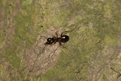 Camponotus kiusiuensis