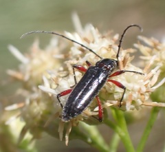 Stenosphenus sobrius