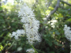 Actaea dahurica