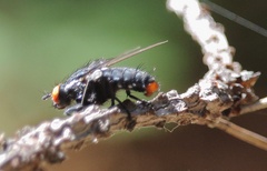 Microcerella chilensis