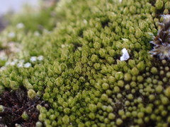 Bryum caespitosum
