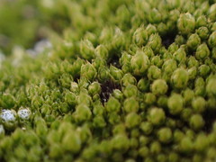 Bryum caespitosum