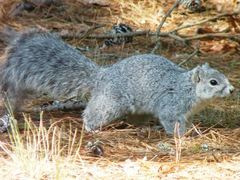 Sciurus niger cinereus