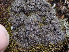 Catapyrenium daedaleum