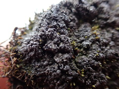 Catapyrenium daedaleum